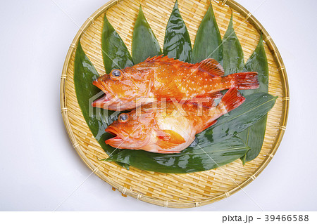 カサゴ　魚 39466588