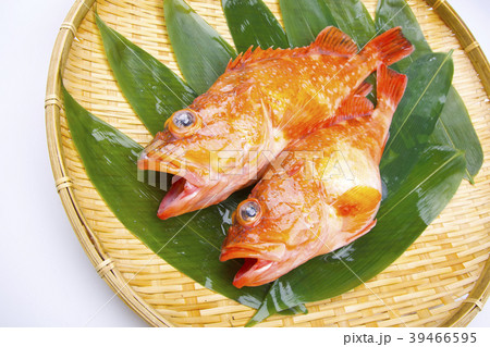 カサゴ 魚 カサゴ 魚 39466595
