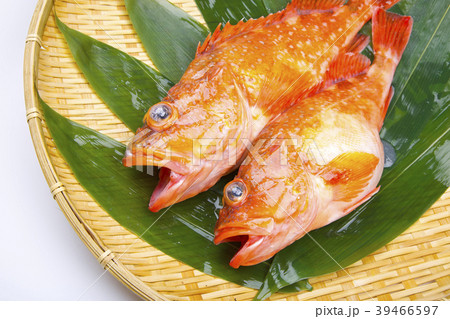 カサゴ　魚 39466597