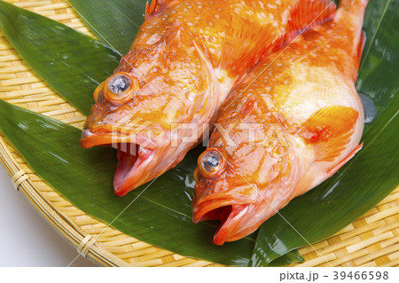 カサゴ　魚 39466598
