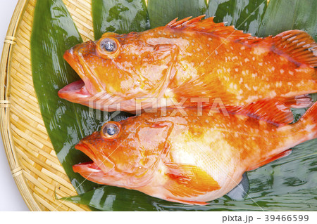 カサゴ　魚 39466599