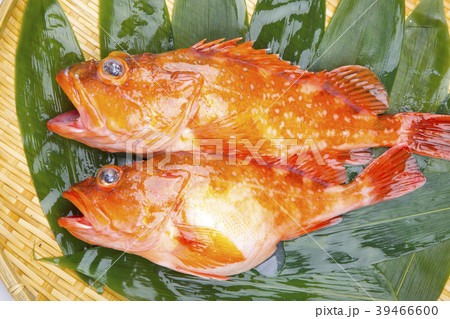 カサゴ　魚 39466600