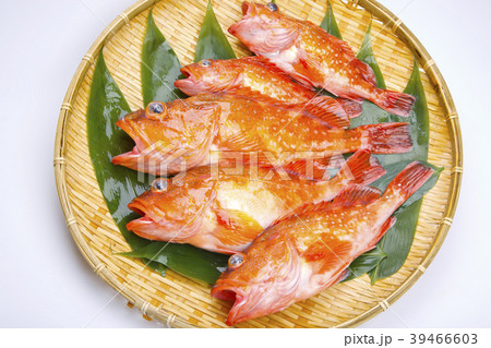 カサゴ 魚 カサゴ 魚 39466603