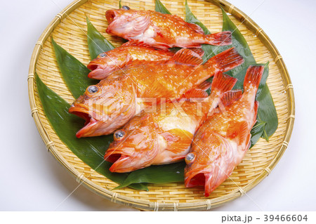 カサゴ　魚 39466604