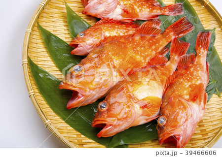 カサゴ　魚 39466606