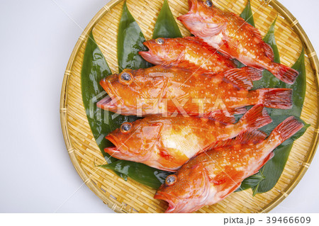 カサゴ　魚 39466609