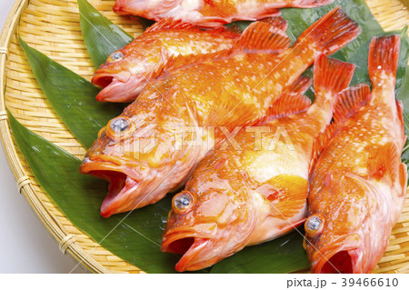 カサゴ 魚 カサゴ 魚 39466610