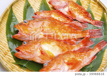 カサゴ 魚 カサゴ 魚 39466616