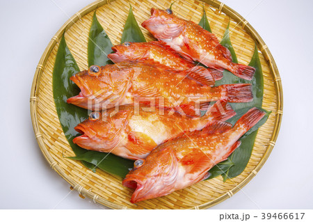 カサゴ　魚 39466617