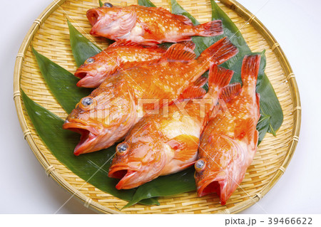 カサゴ 魚 カサゴ 魚 39466622