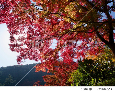 紅葉 39466723