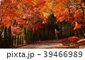 紅葉の道 39466989