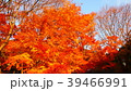 紅葉 39466991
