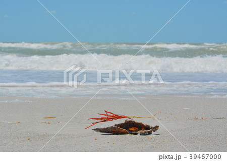 Gorgonian Orange Coral Sea Whip attached Pen shell Gorgonian Orange Coral Sea Whip attached Pen shell 39467000