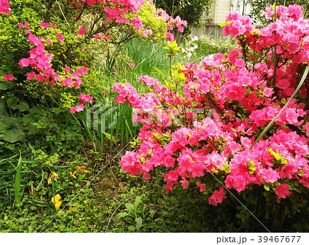 ツツジ ツツジ 39467677