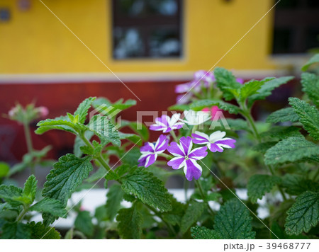 花 フラワー お花 39468777