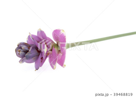 Pink Siam tulip isolated on white background Pink Siam tulip isolated on white background 39468819