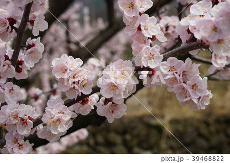 あんずの花 あんずの花 39468822