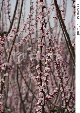 あんずの花 あんずの花 39468933