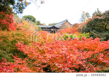 東福寺の紅葉、臥雲橋から通天橋を臨む 東福寺の紅葉、臥雲橋から通天橋を臨む 39469002
