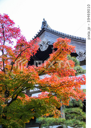 東福寺、本堂の屋根と紅葉 東福寺、本堂の屋根と紅葉 39469010