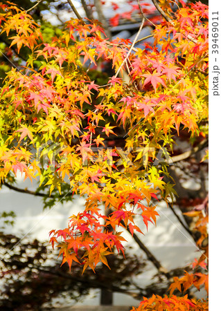 東福寺、庭園の紅葉 東福寺、庭園の紅葉 39469011