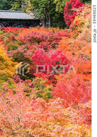 東福寺の紅葉、臥雲橋から通天橋を眺望 東福寺の紅葉、臥雲橋から通天橋を眺望 39469025