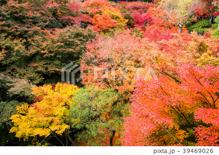 東福寺の紅葉、臥雲橋からの眺望 東福寺の紅葉、臥雲橋からの眺望 39469026