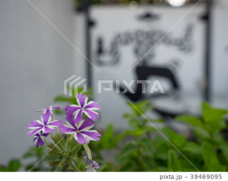 花 フラワー お花 39469095
