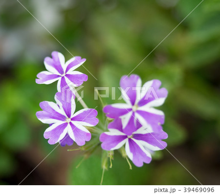 花 フラワー お花 39469096