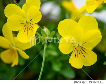 花 フラワー お花 39469115