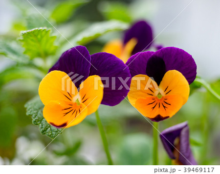 花 フラワー お花 39469117