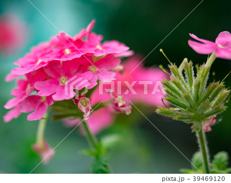 花 フラワー お花 39469120