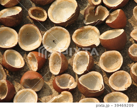 Coconut pattern background. Half and whole 39469209