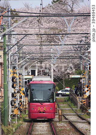 飛鳥山公園の桜と都電8800形（ローズレッド） 39469453