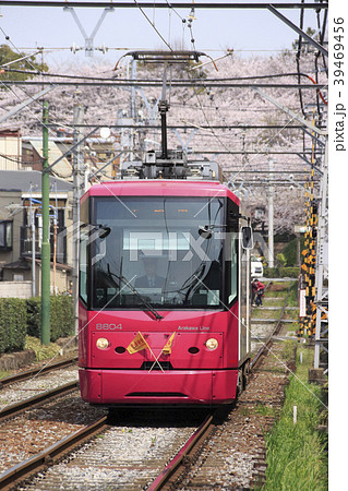 飛鳥山公園の桜と都電8800形（ローズレッド） 39469456
