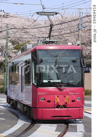 飛鳥山公園の桜と都電8800形（ローズレッド） 39469459