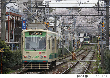 飛鳥山公園の桜と都電7000形 39469464