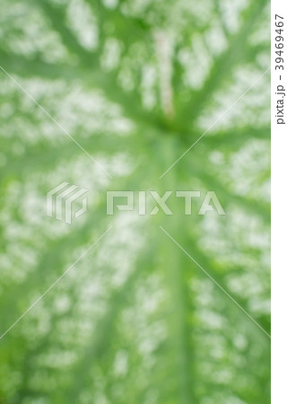 Natural green leaf bokeh background in blur mode Natural green leaf bokeh background in blur mode 39469467