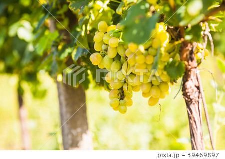 Grape on the bush 39469897