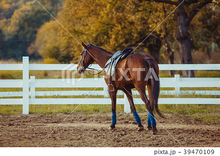 Horse on the farm Horse on the farm 39470109