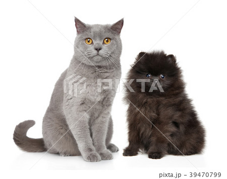 Cat and dog Cat and dog 39470799