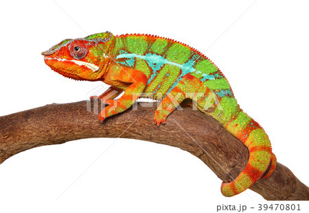 Chameleon crawling Chameleon crawling 39470801