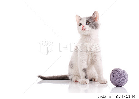 The cat is isolated on white. kitten is played The cat is isolated on white. kitten is played 39471144