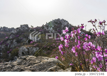 ツツジ 花 風景 39472346