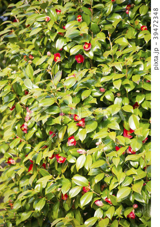 花 椿 ジュジャクサン 39472348