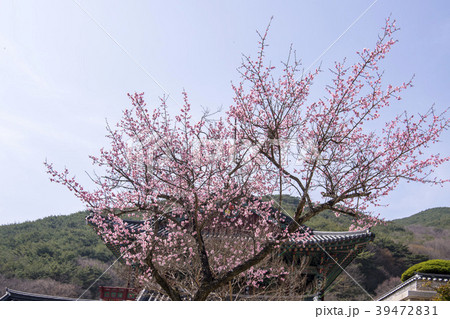 花 風景 紅梅 39472831