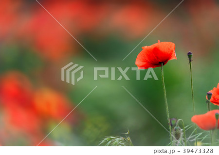 Single poppy flower with poppy field background 39473328