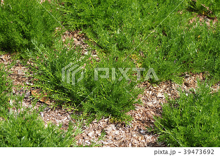 ローマン・カモマイルの苗 39473692