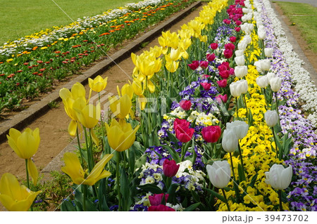 チューリップ　 Tulip 39473702